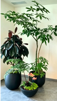 江北花卉租赁商家-江北花木租摆优惠-江北绿化养护管理-海曙公司花木出租